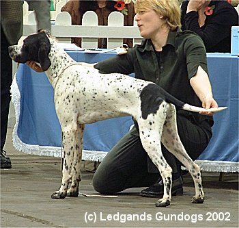 2nd Puppy Dog